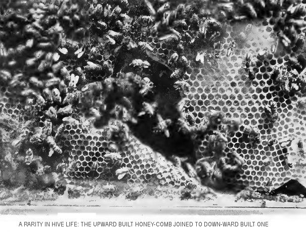 “The upward built comb shown joined on the downward built comb”