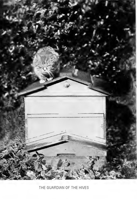 “The Guardian of the Hives”