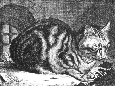 The Sleeping Cat The Sleeping Cat