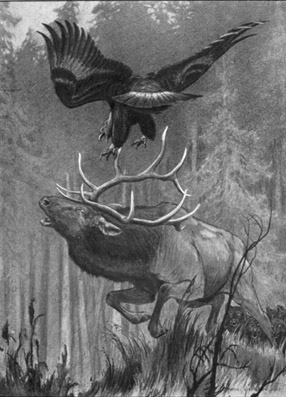 The eagle screamed, descended like a thunderbolt ... and struck the bull The eagle screamed, descended like a thunderbolt ... and struck the bull