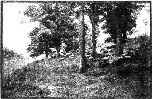 SHEEP IN WOODLAND PASTURE.