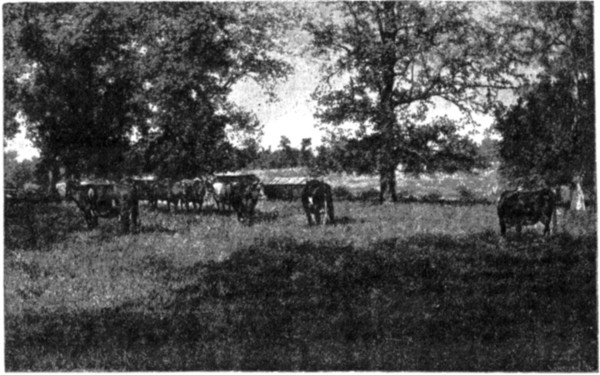 CATTLE IN A BLUE-GRASS PASTURE.