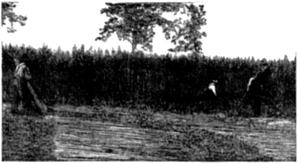 HEMP FIELD.