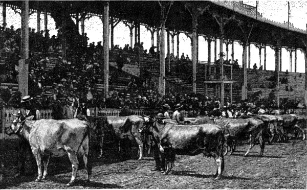 CATTLE AT LEXINGTON FAIR.