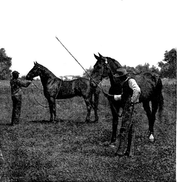STALLIONS.