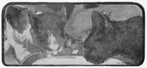 The cats that attack Snowball The cats that attack Snowball