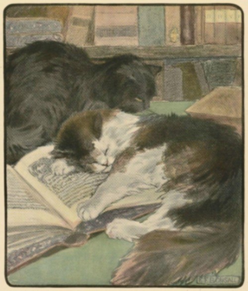 Pajandrum asleep on the book Pajandrum asleep on the book