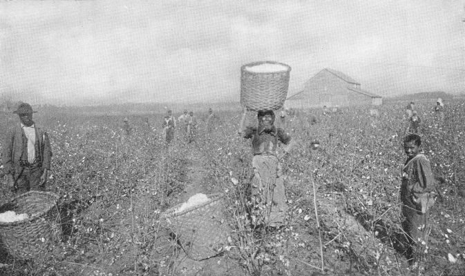 "'WAY DOWN YONDER IN DE COTTON FIEL'." Typical picking scene. Working under a blazing sun and a haze of heat, without any shade in sight. (Brown Bros.)