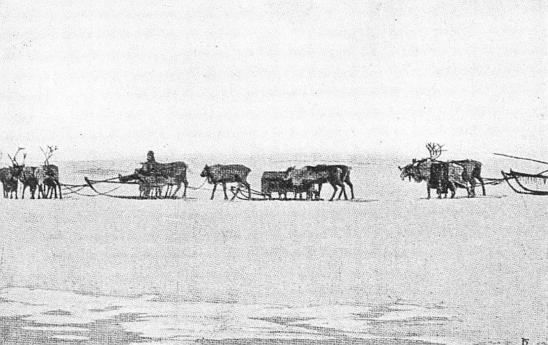TO ESKIMO SETTLEMENTS BY REINDEER. Census enumerator using half-wild animals when dog-team was too exhausted to go farther. (Courtesy of the Bureau of the Census.)