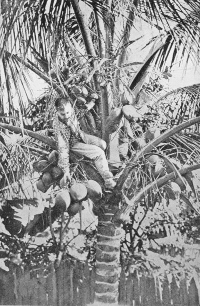 GATHERING COCOANUTS. Where the census-taker in Porto Rico had to wait for his figures until the head of the house climbed down. (Courtesy of the Department of War.)