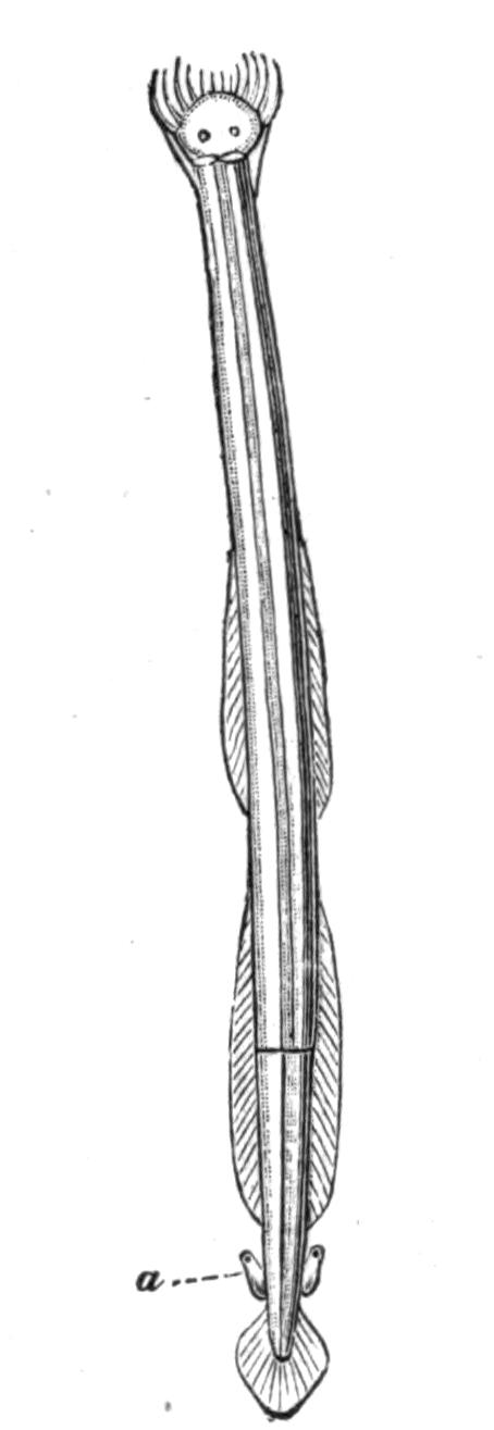fig101 fig101