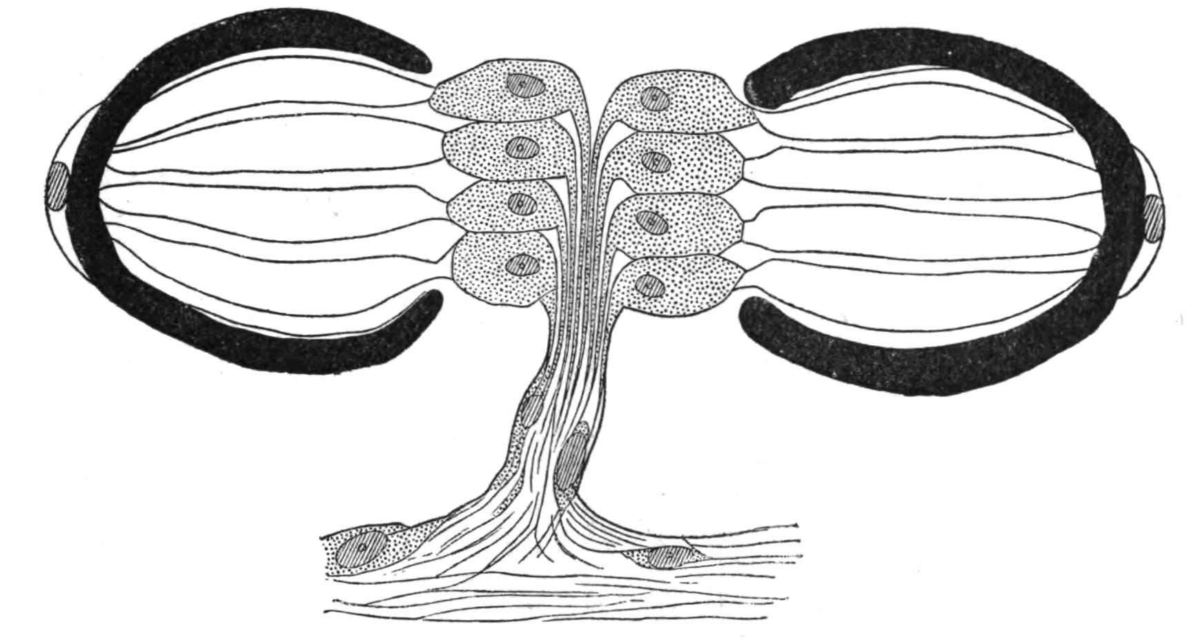 fig11 fig11