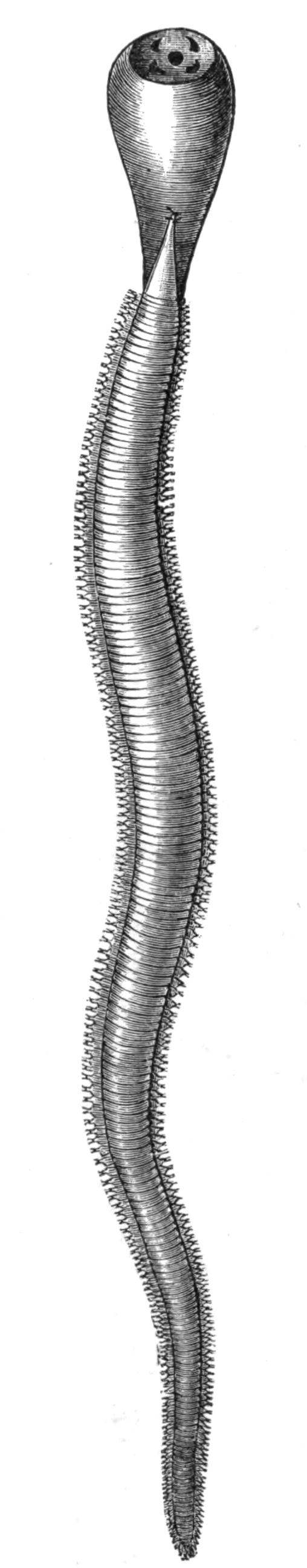 fig171 fig171