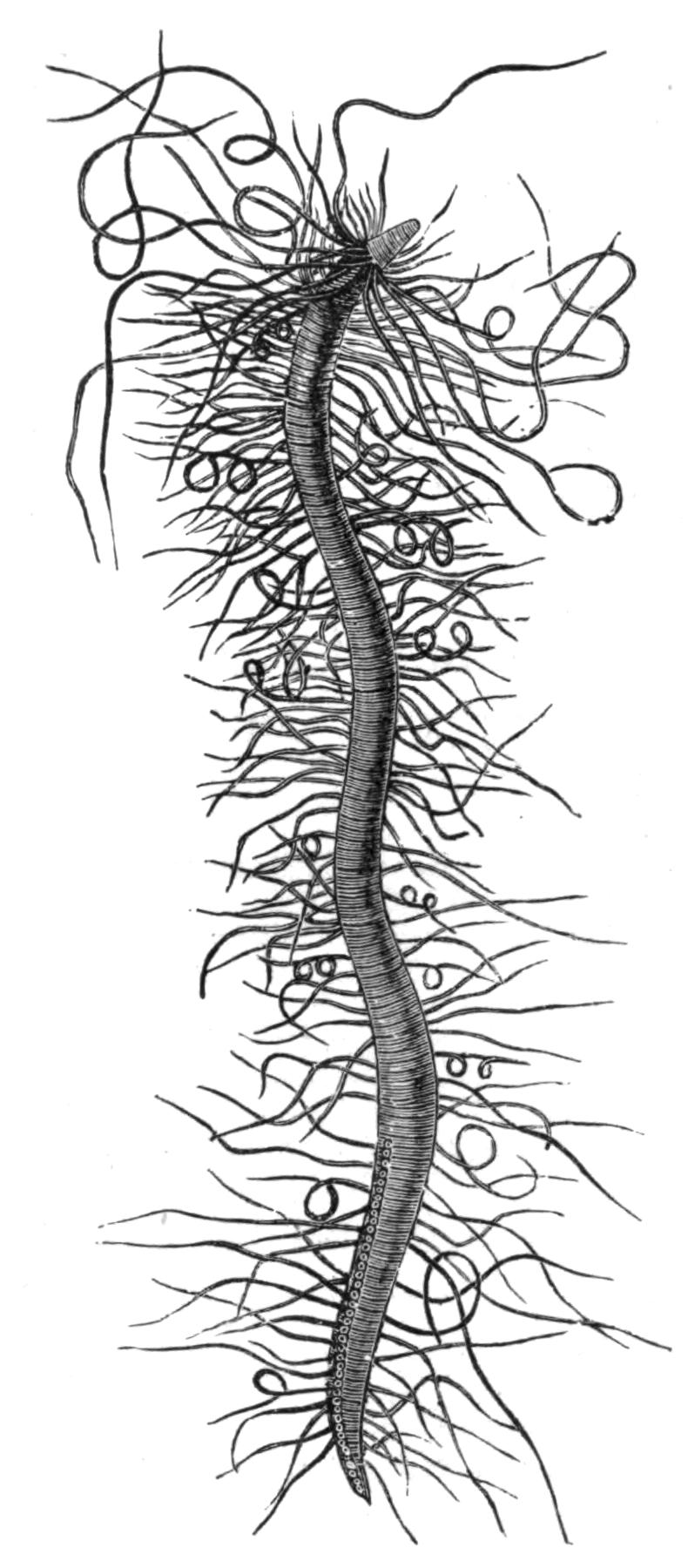 fig174 fig174