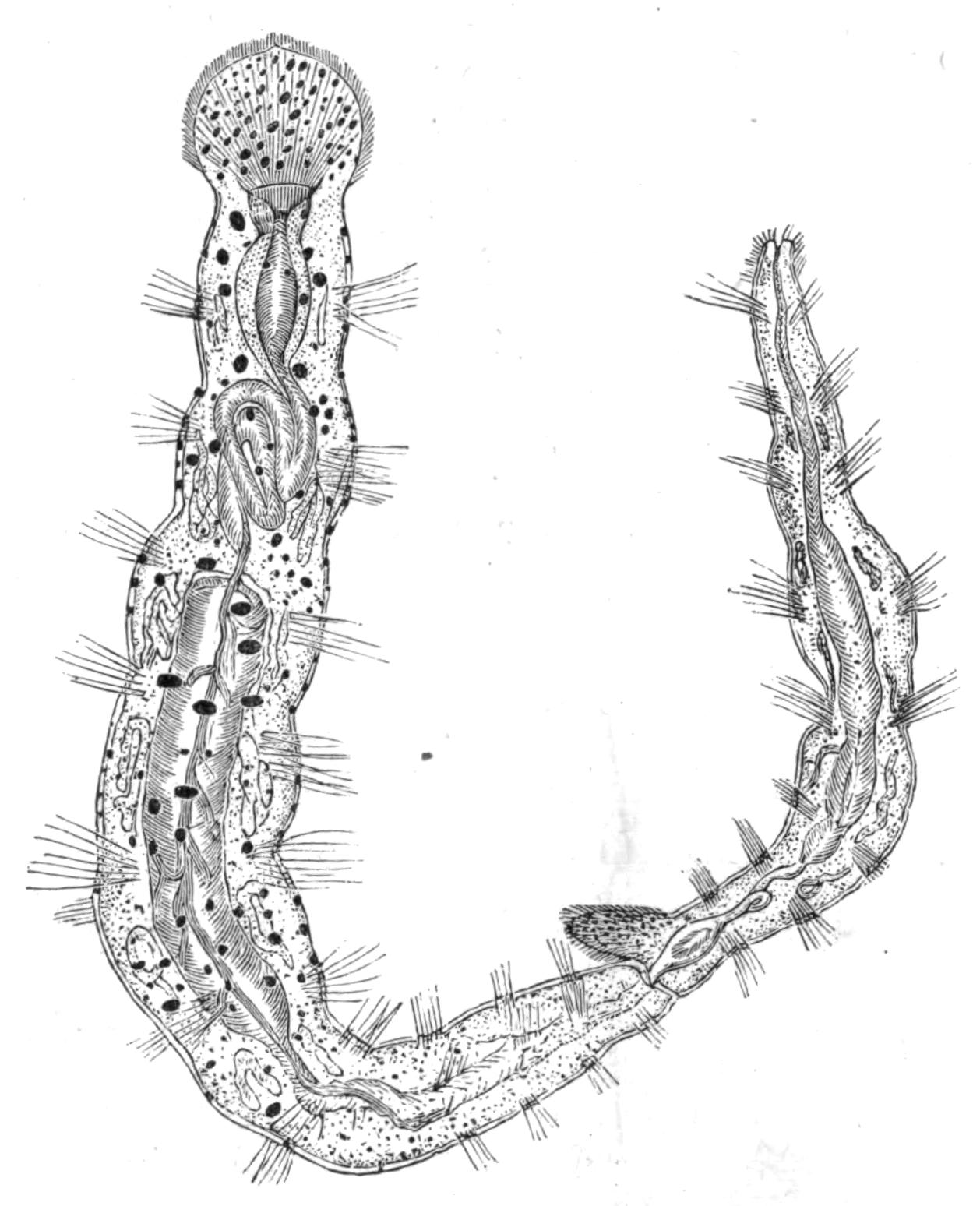 fig195 fig195