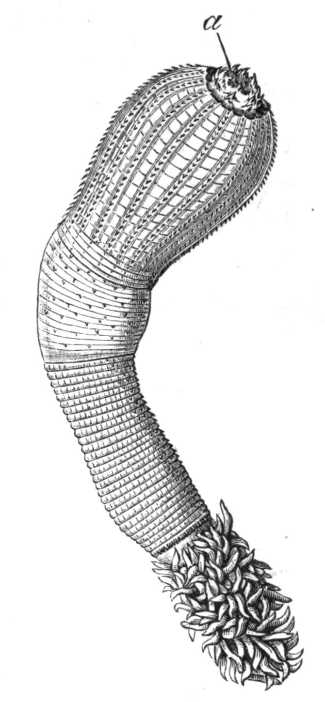 fig218 fig218