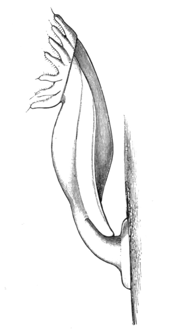 fig244 fig244