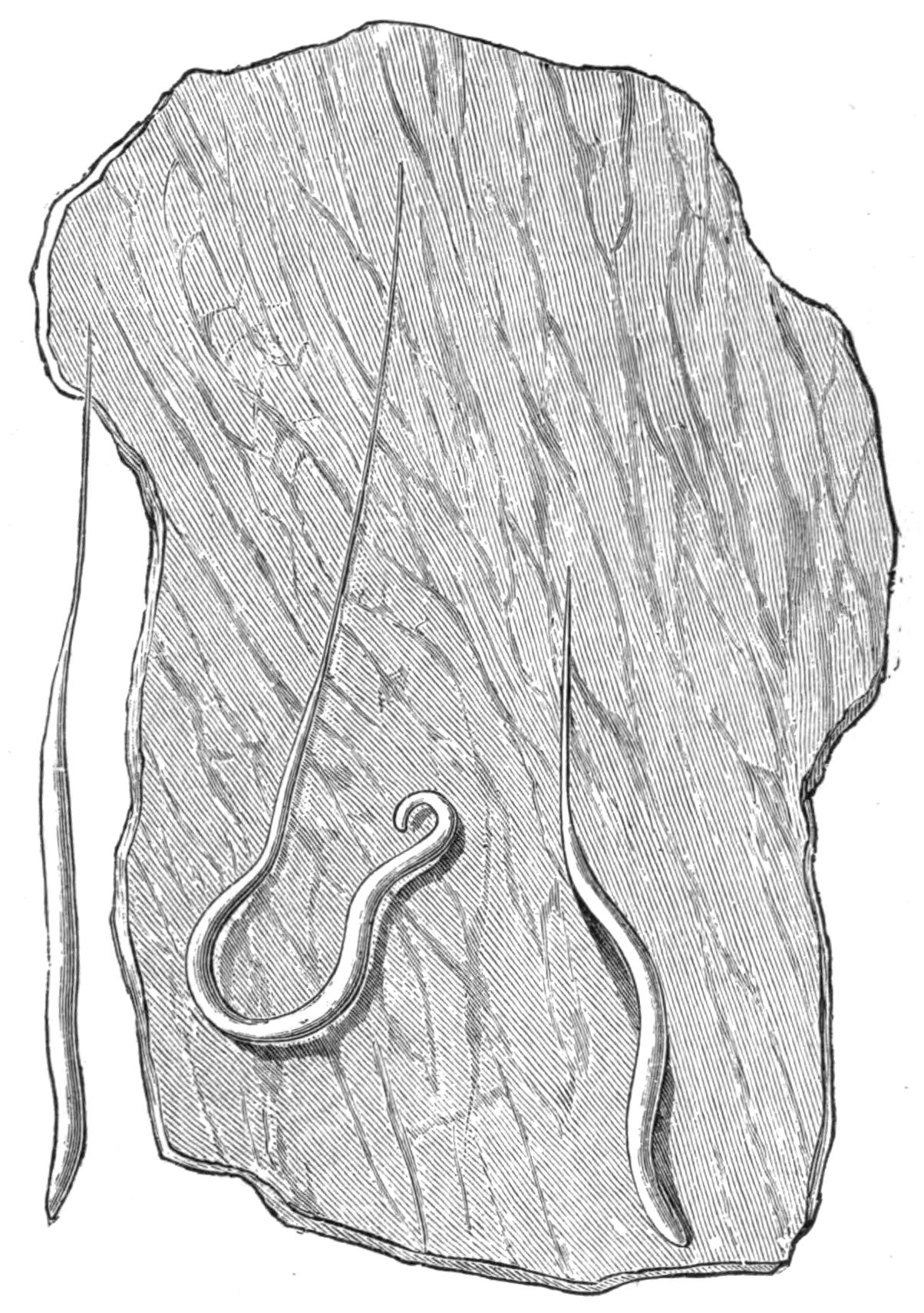 fig71 fig71