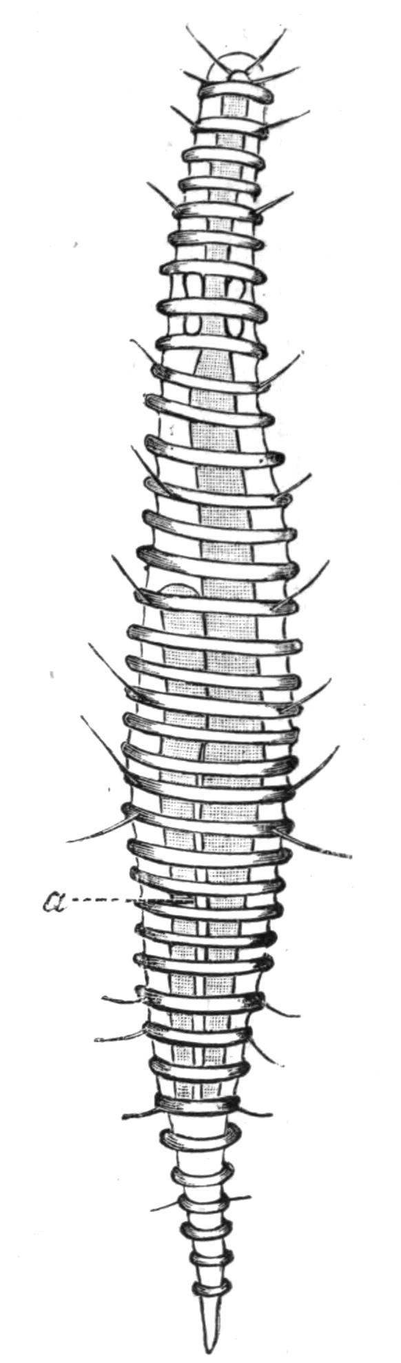 fig81 fig81