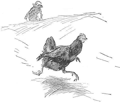 The gadabout hen