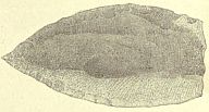 arrowhead