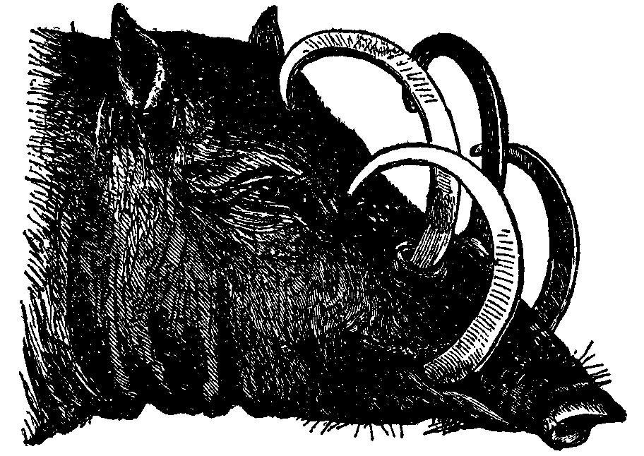 Old Male Babirusa.