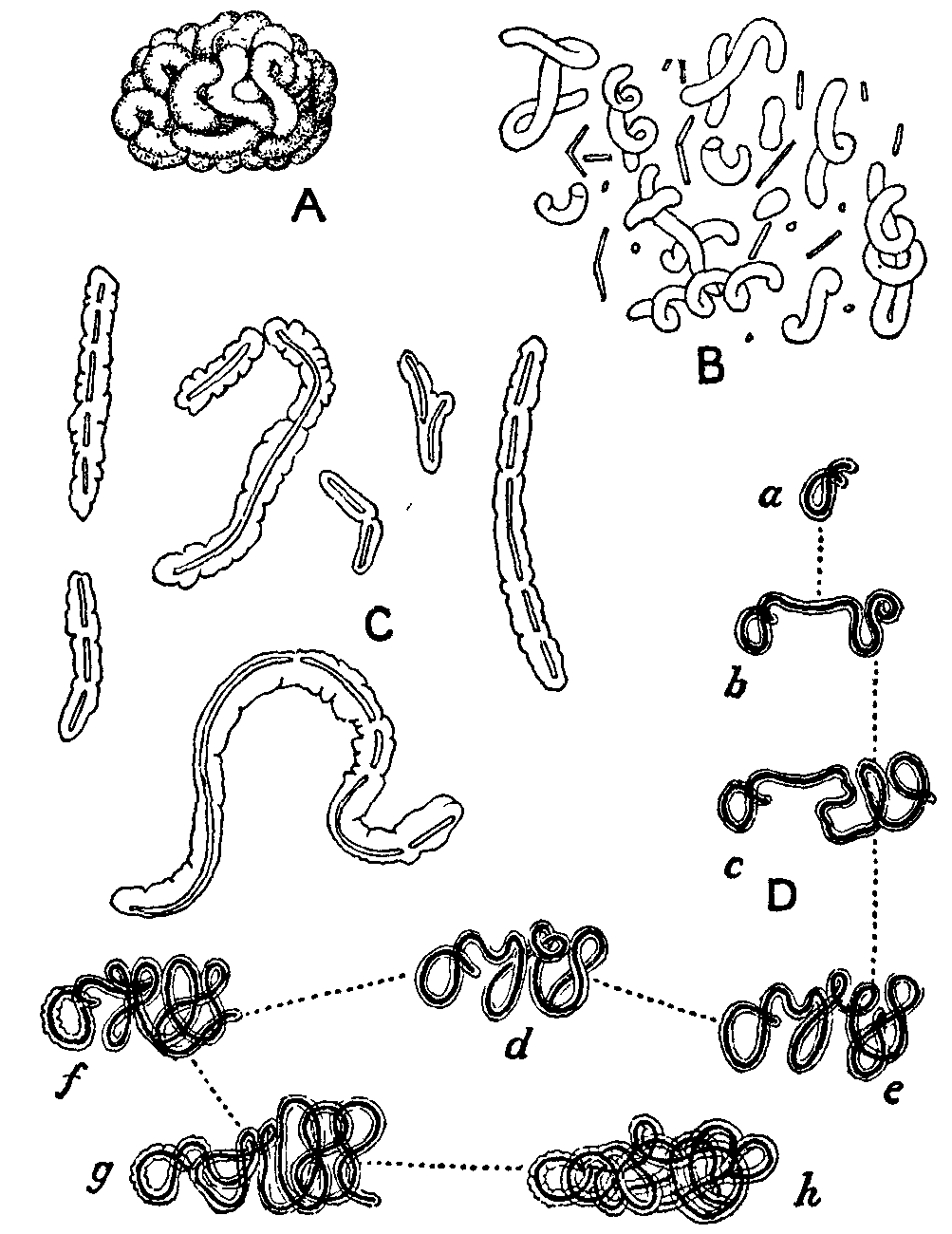Fig. 20. Ginger-beer plant.