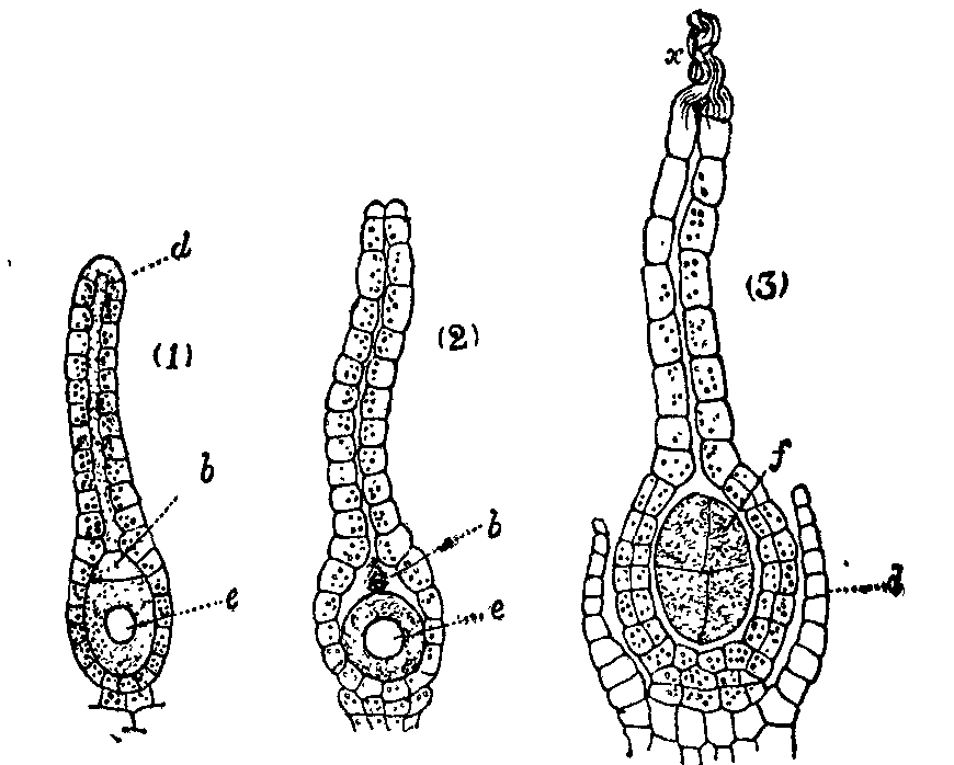 Fig. 1.--Archegonia of Marchantia polymorpha.