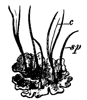 Fig. 10.--Anthoceros laevis. Fig. 10.--Anthoceros laevis.