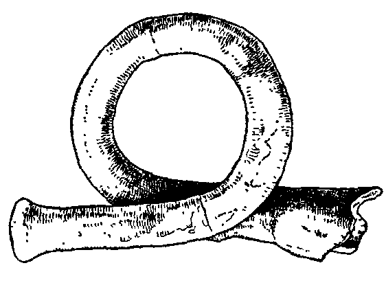 Model of Roman Bugle. Model of Roman Bugle.
