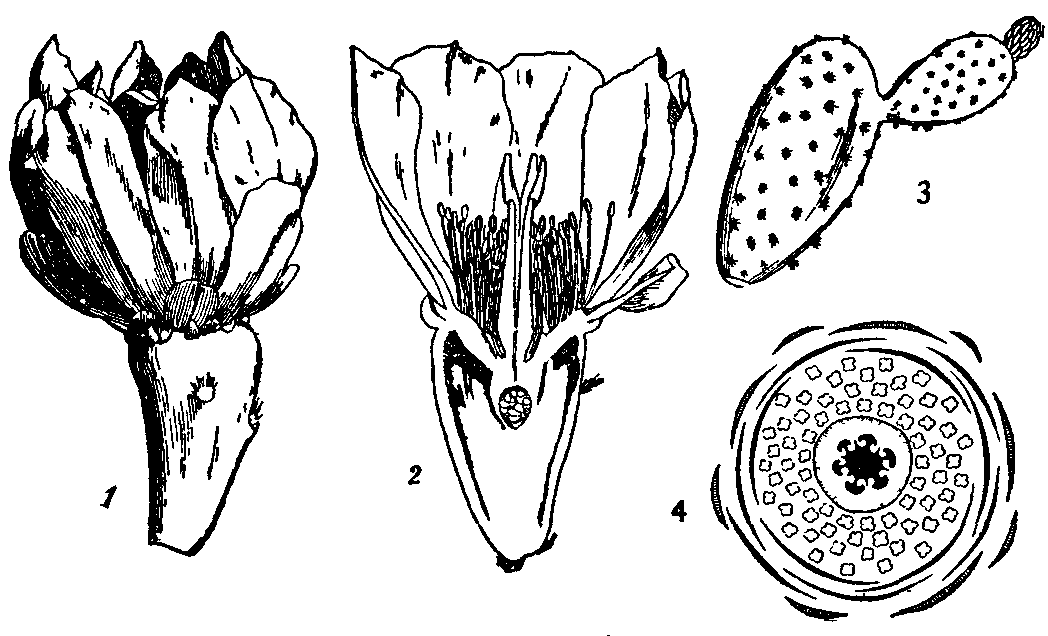 Fig. 1.--Prickly Pear.