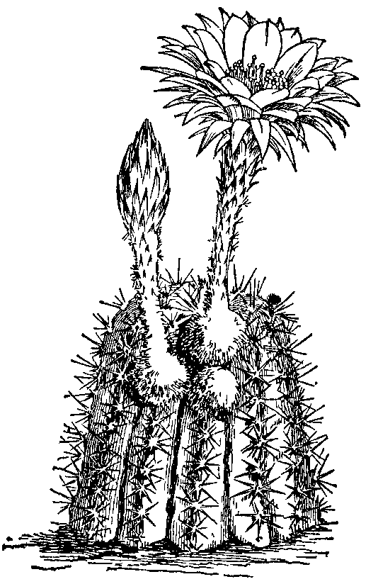 Fig. 2.--Echinocactus.