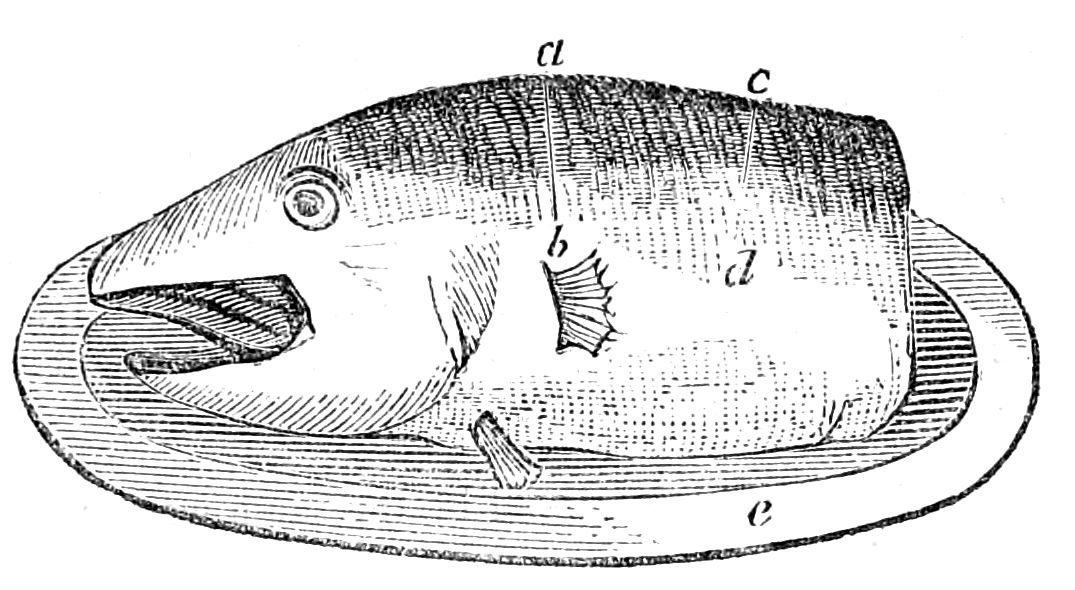 Cod's Head Cod's Head