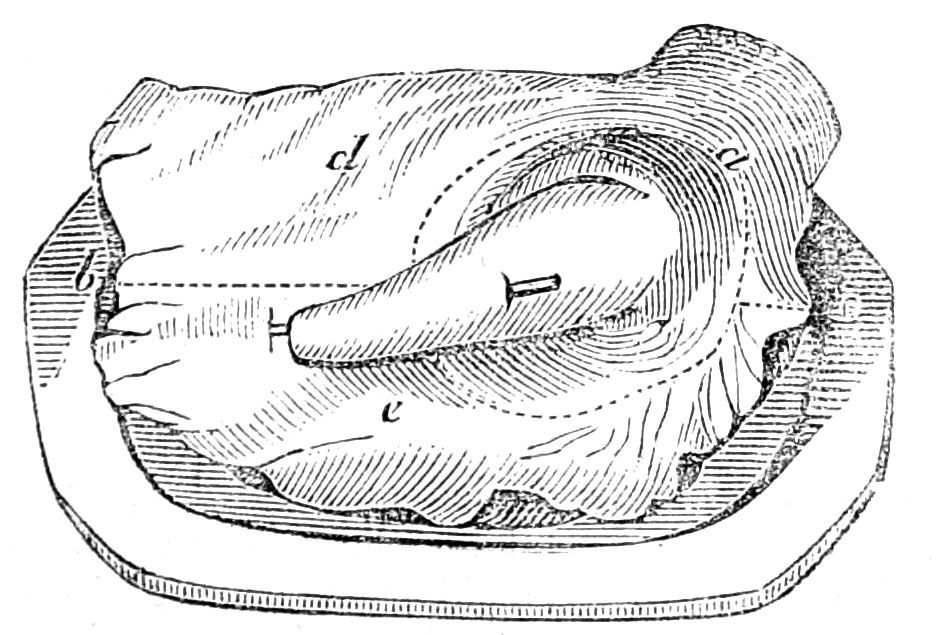 Fore Quarter of Lamb Fore Quarter of Lamb