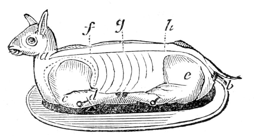 Hare, or Rabbit, for Roasting Hare, or Rabbit, for Roasting