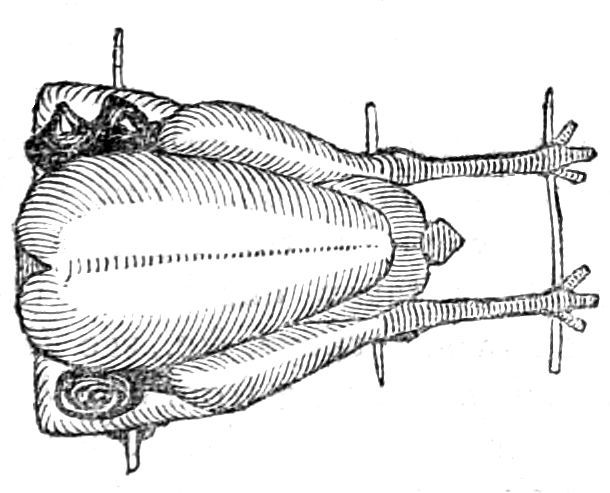 Fowl for Roasting Fowl for Roasting