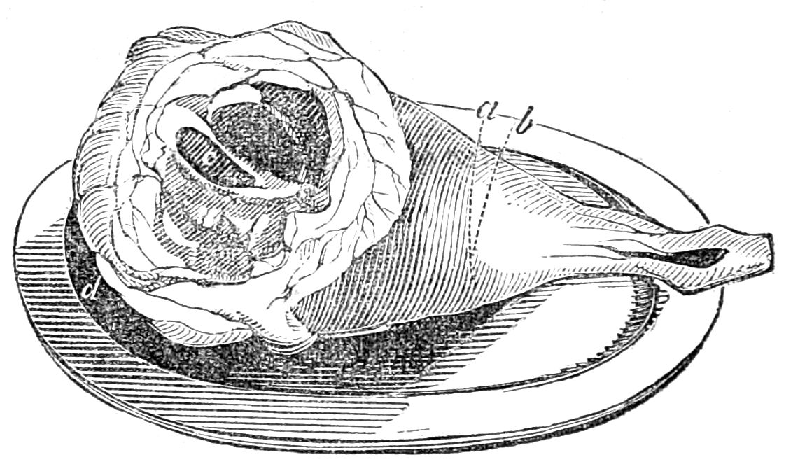 Leg of Mutton Leg of Mutton