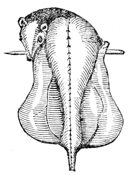 Rabbit, for Boiling Rabbit, for Boiling