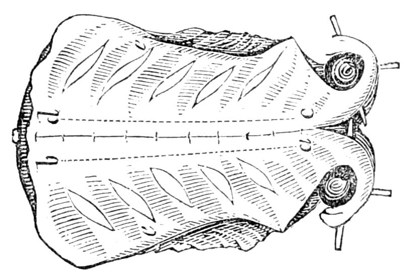 Saddle of Mutton Saddle of Mutton
