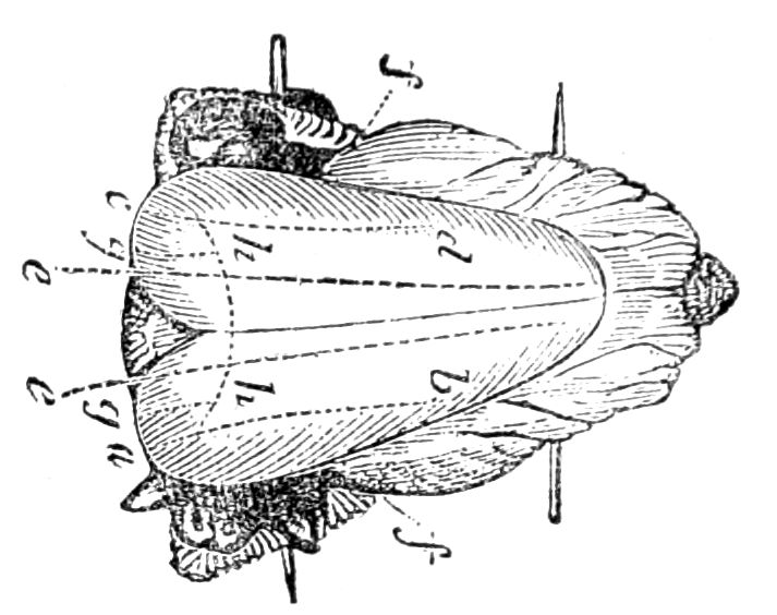 Turkey or Fowl for Boiling Turkey or Fowl for Boiling