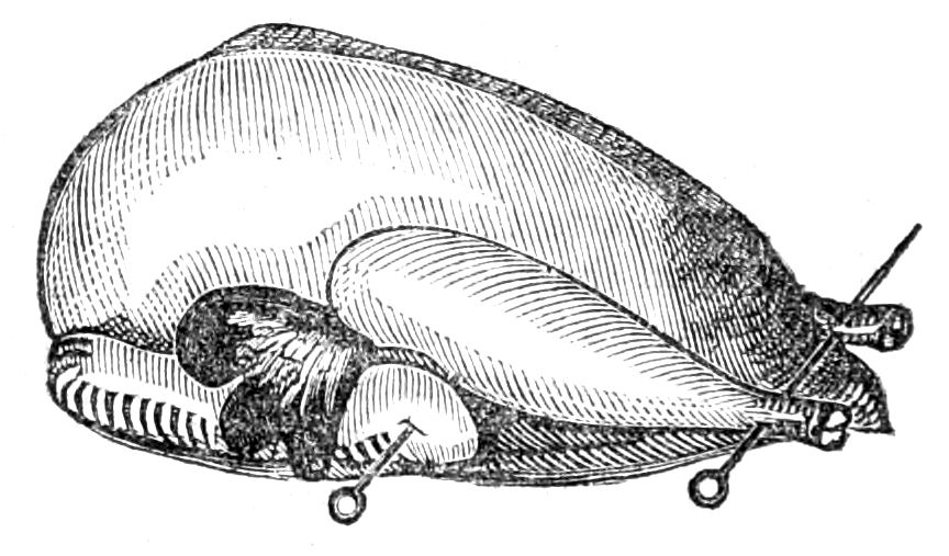 Turkey, for Roasting Turkey, for Roasting