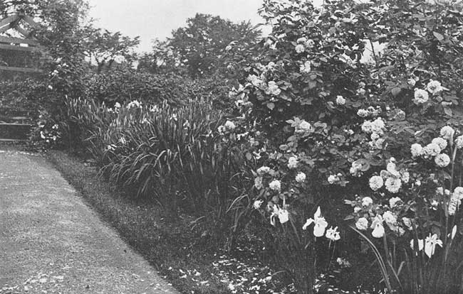 My roses are scattered here, there, and everywhere. My roses are scattered here, there, and everywhere.