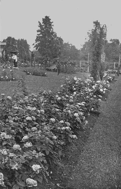 A Convenient Rose Bed. A Convenient Rose Bed.