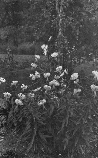 Speciosum Lilies in the Shade. Speciosum Lilies in the Shade.
