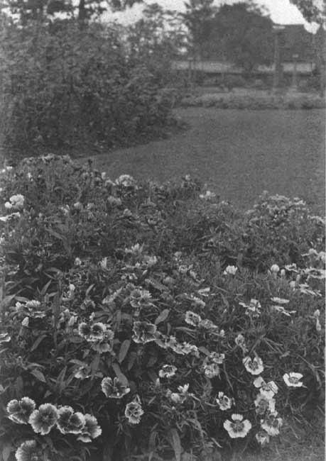 A Bed of Japan Pinks. A Bed of Japan Pinks.
