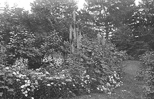 English Larkspur Seven Feet High. English Larkspur Seven Feet High.