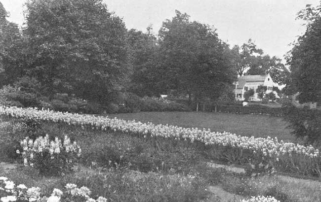 An Iris Hedge. An Iris Hedge.