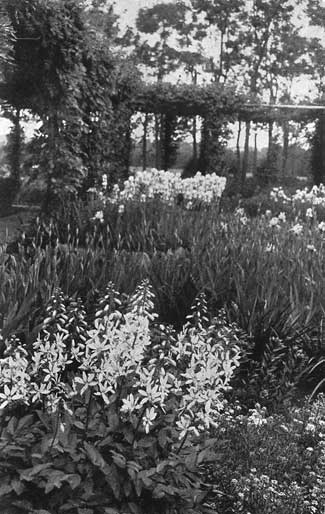 Fraxinella, German Iris and Candy-tuft. Fraxinella, German Iris and Candy-tuft.