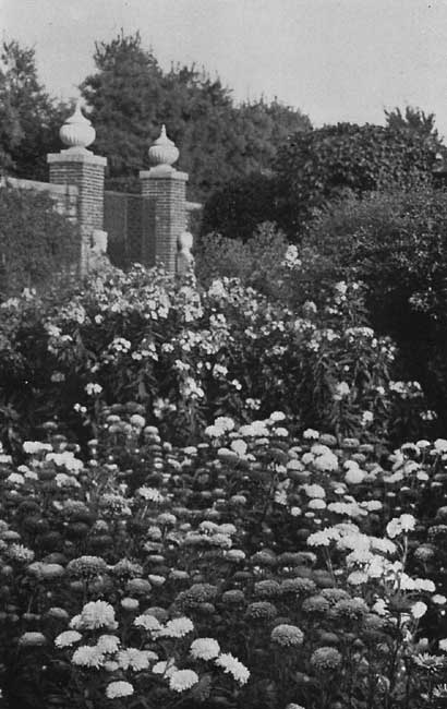 Asters well Massed. Asters well Massed.