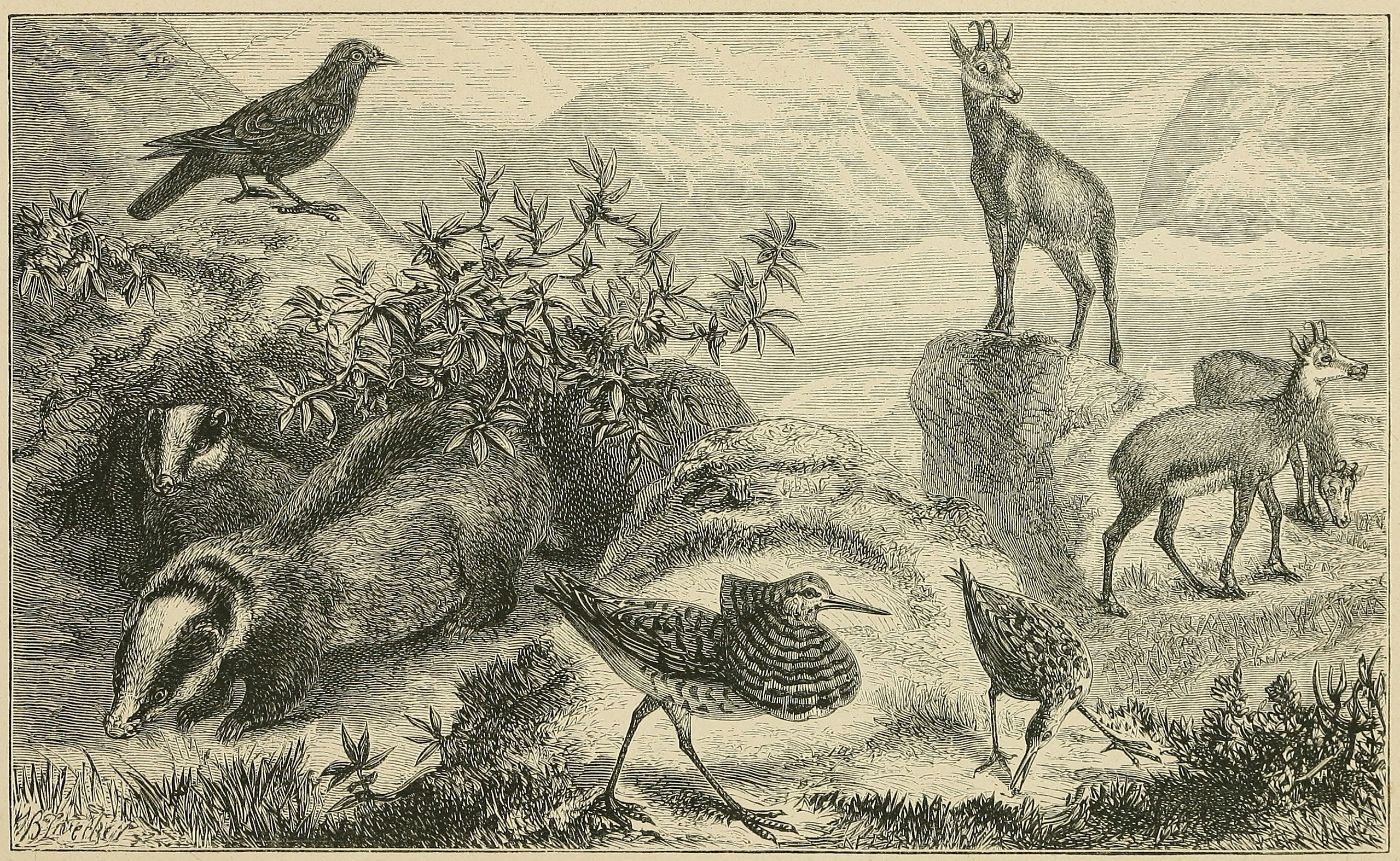 THE ALPS OF CENTRAL EUROPE, WITH     CHARACTERISTIC ANIMALS.